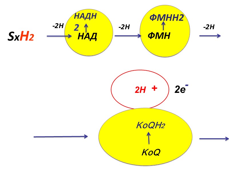 2H  -2H НАД   НАДН2 ФМН  KoQ  KoQH2 SxH2 ФМНH2